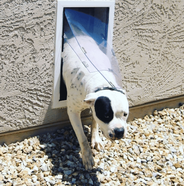 Dog using pet door - Replacement flaps
